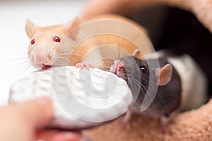 Two domestic rats gnaw cookies from hands. A symbol of year according to the Chinese calendar