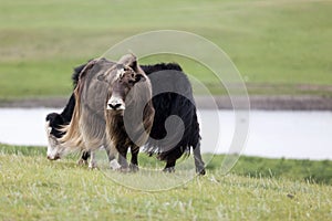 Two domestic yaks grazing in the steppes of Mongolia