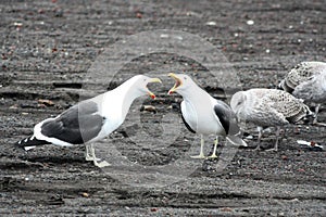Two Dominican seagulls on Deception Island, Antarctica