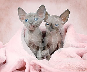 Two Don Sphinx kitties in a bed photo