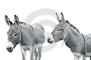 Two donkey isolated on white