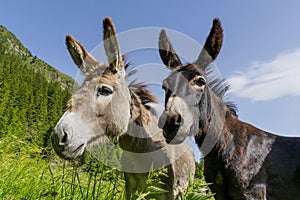 Two donkeys best friends. photo