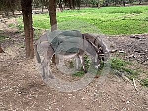 Two donkeys at Egyptian countryside