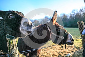 Donkeys Farm Animal brown colour close up cute funny pets