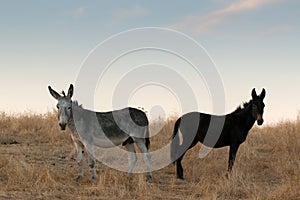 Two donkeys in the fiel