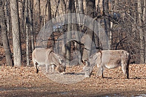 Two Donkeys Graze on a Farm