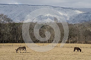 Two donkeys graze under a snow covered mountain.