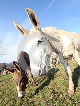 Two donkeys grazing