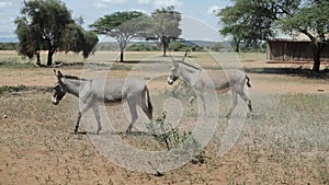 Two donkeys grazing on a field in Africa in sunny summer day, eating grass.