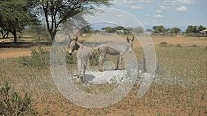 Two donkeys grazing on a field in Africa in sunny summer day, eating grass.