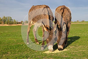 Two donkeys is grazing on the floral meadow