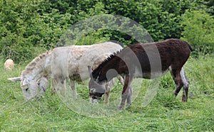 two donkeys grazing the green grass of the meadow in the mountai