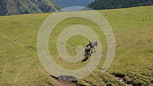 Two donkeys grazing and kicking with their feet on green field at sunny day