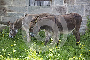 Two donkeys grazing on a wildflower meadow