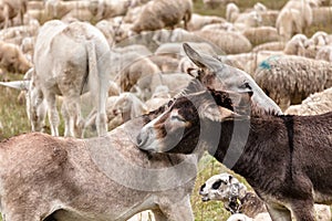 Two donkeys having cuddle on a meadow