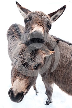 Two donkeys hugging each other and seem to smile