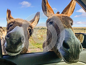 Two donkeys looking in car window