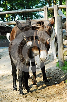 Two donkeys mother and baby