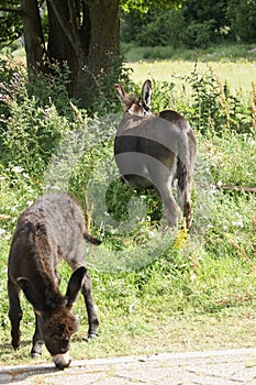 Two donkeys, mother and child, grazing under the trees in a bushy grassland in the sun