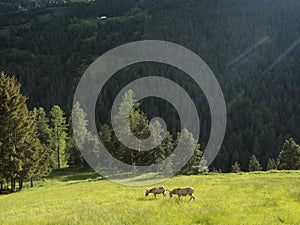 Two donkeys in mountain meadow near col de vars in french haute provence