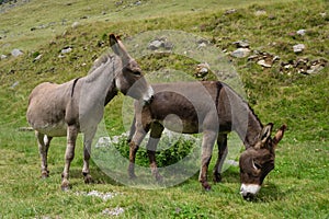 Two donkeys