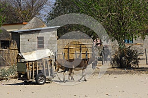 two donkeys pulling a carriage photo