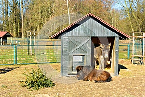 Two donkeys resting in a paddock