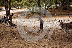 Two donkeys separated by their leashes