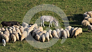 Two donkeys and sheep on the meadow