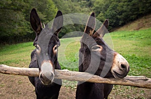 Two Donkeys