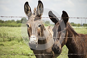 Two donkeys stand at barb wire fence.