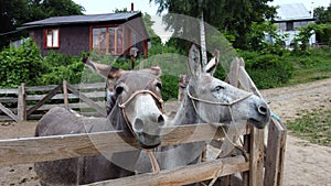 Two donkeys stand behind a corral fence at a donkey farm.