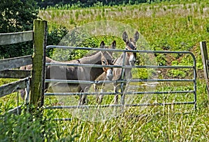 Two donkeys stand peeping through a cattle fence.