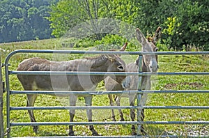 Two donkeys stand peeping through a cattle fence.