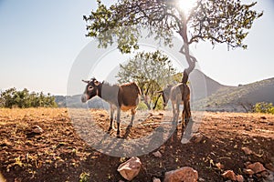 Two donkeys standing in the dry dessert sun under a tree