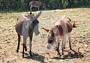 Two donkeys standing in the field on sunny summer day