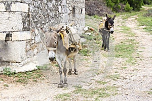 Two donkeys photo