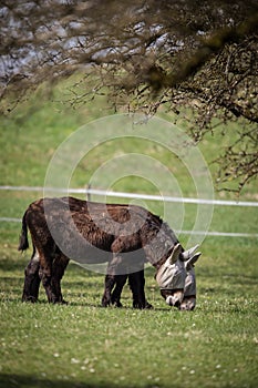 Two donkeysnot talking to each other