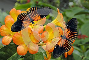 Two Doris Longwing Butterflies