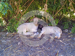 Two Dorper lambs looking at camera with puzzled look photo