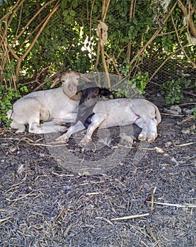 Two Dorper lambs looking at camera and sitting in shade