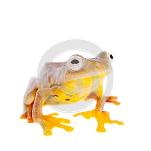 Two-dotted flying tree frog, Rhacophorus rhodopus, on white