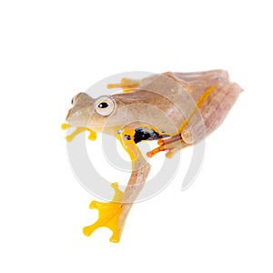 Two-dotted flying tree frog, Rhacophorus rhodopus, on white