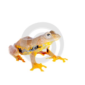 Two-dotted flying tree frog, Rhacophorus rhodopus, on white