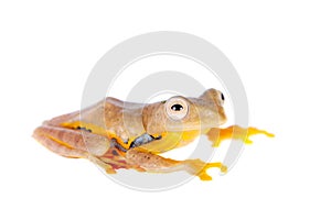 Two-dotted flying tree frog, Rhacophorus rhodopus, on white