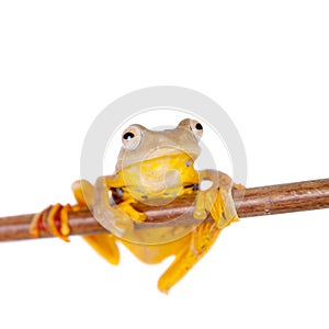 Two-dotted flying tree frog, Rhacophorus rhodopus, on white