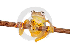 Two-dotted flying tree frog, Rhacophorus rhodopus, on white