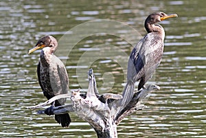 Two Double-Crested Cormorants