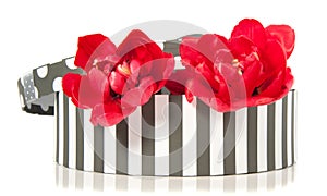 Two double red tulips in a giftbox