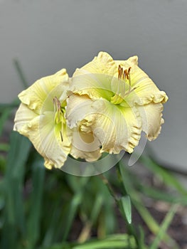Two double ruffle yellow lily flowers in a garden photo